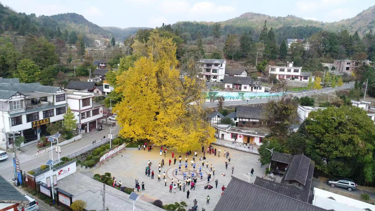 六屯鎮(zhèn)大木村杏樹(shù)2.jpg 六屯鎮(zhèn)大木村杏樹(shù)2.jpg