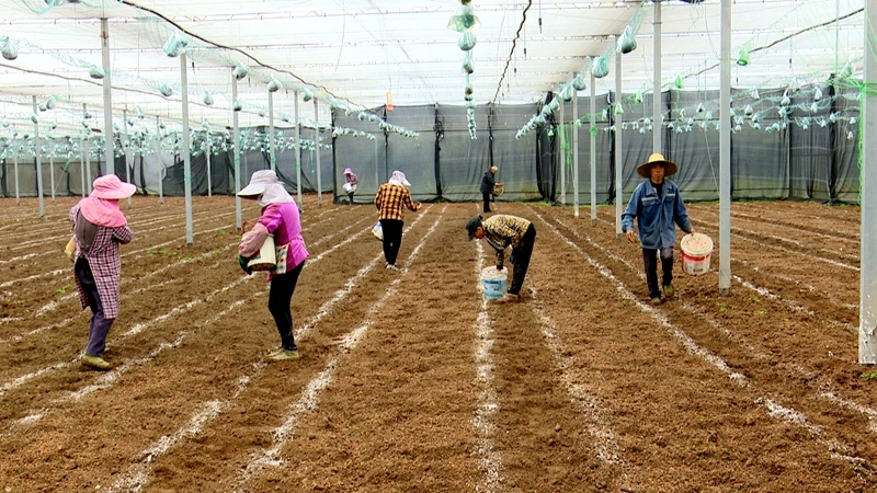 羊肚菌1.jpg 羊肚菌1.jpg