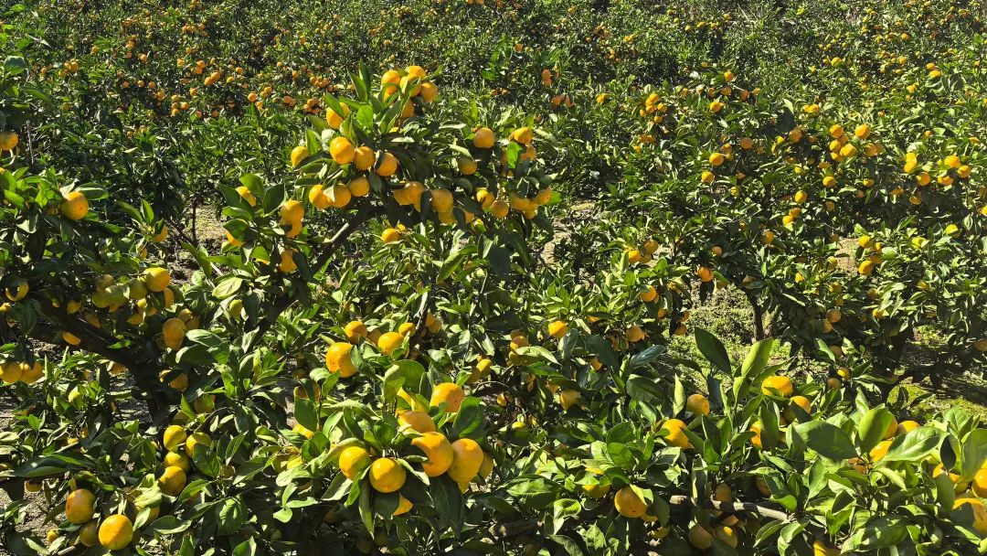 9ef360a5b411f57b810d881303c2b00e.jpg 9ef360a5b411f57b810d881303c2b00e.jpg