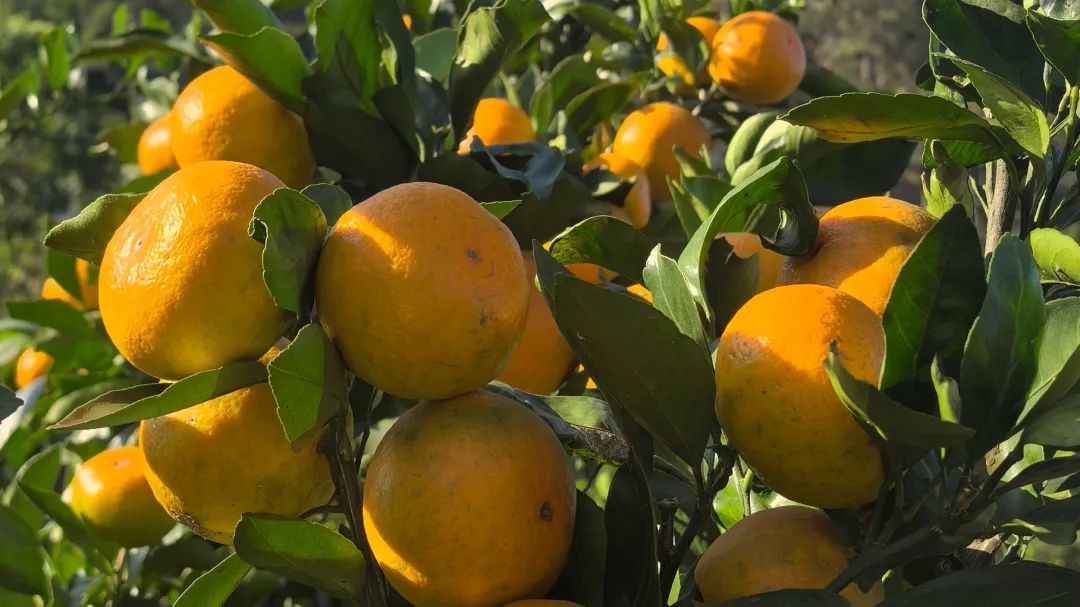 5657c805bf73c5d1a9e7c8217fb01ddc.jpg 5657c805bf73c5d1a9e7c8217fb01ddc.jpg