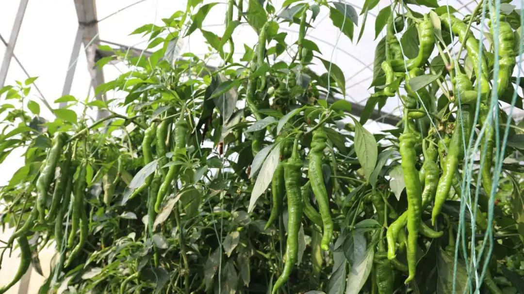 6549557f0a0192ba266bb0eddfc21b19.jpg 6549557f0a0192ba266bb0eddfc21b19.jpg