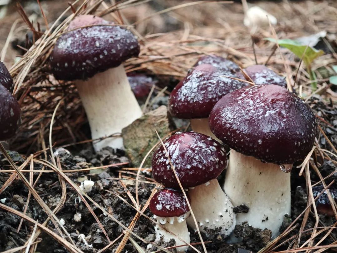 618567386e9f3b69fcaf2593496070eb.jpg 618567386e9f3b69fcaf2593496070eb.jpg