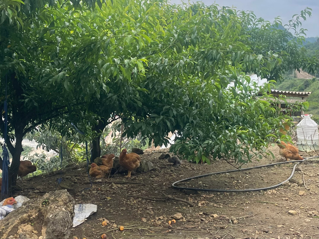 cdca1eb93ad84d290f839e15b0f54e9c.png cdca1eb93ad84d290f839e15b0f54e9c.png