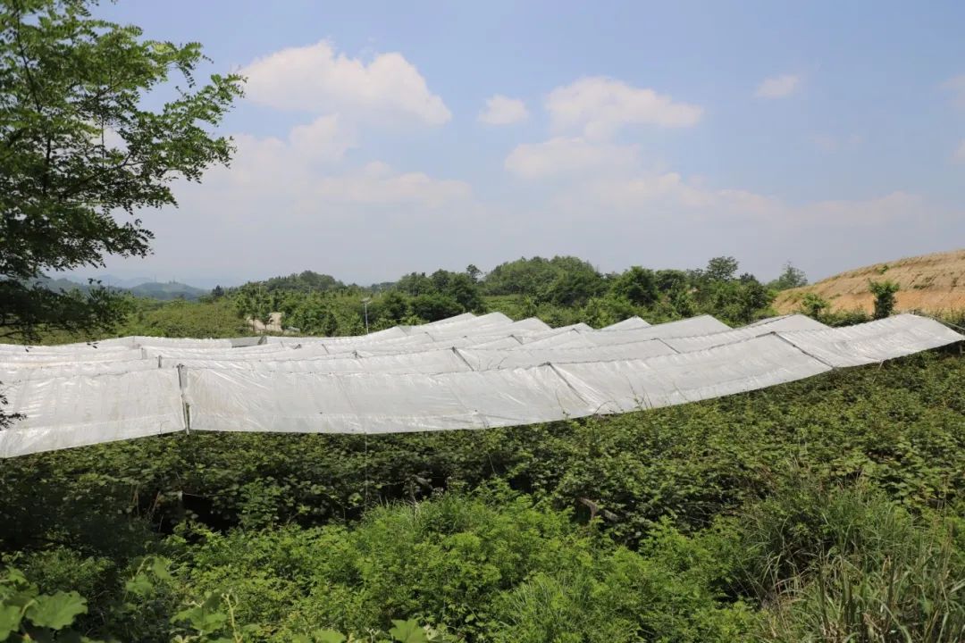 0b8682658df343adbc82fb227881ad65.jpg 0b8682658df343adbc82fb227881ad65.jpg