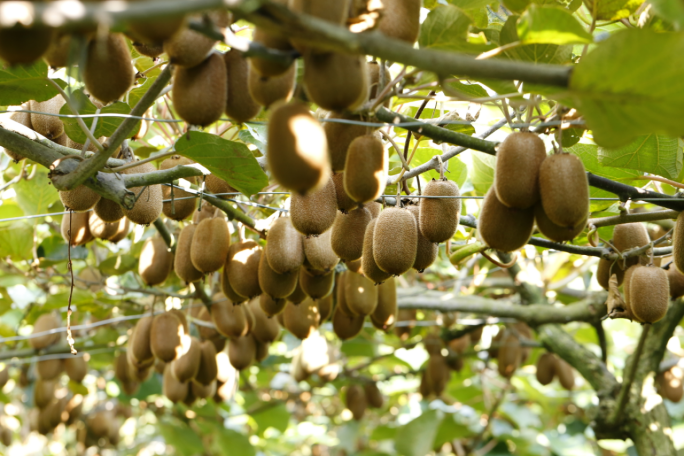 cec6b72357630753601496cf6fc3e9a1.png cec6b72357630753601496cf6fc3e9a1.png