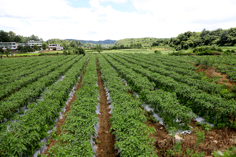 2cf7aa5fe740a29f4688b2b3acd4c109.png 2cf7aa5fe740a29f4688b2b3acd4c109.png